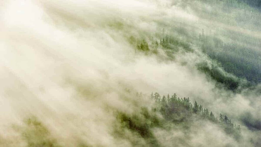 fog-forest-trees